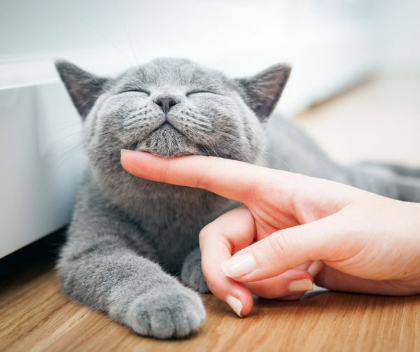 Dégriffage des chats: Interdit au Québec