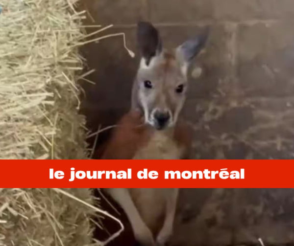 Animaux exotiques au Québec : peut-on vraiment garder n'importe quel animal?