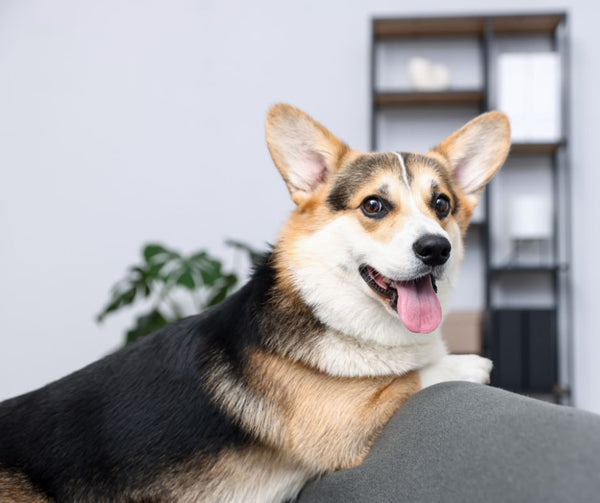 Animaux en logement : une décision importante du Tribunal administratif du logement
