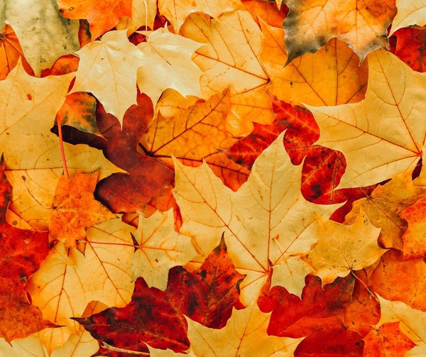 Qui doit ramasser les feuilles à l'automne ? 🍁